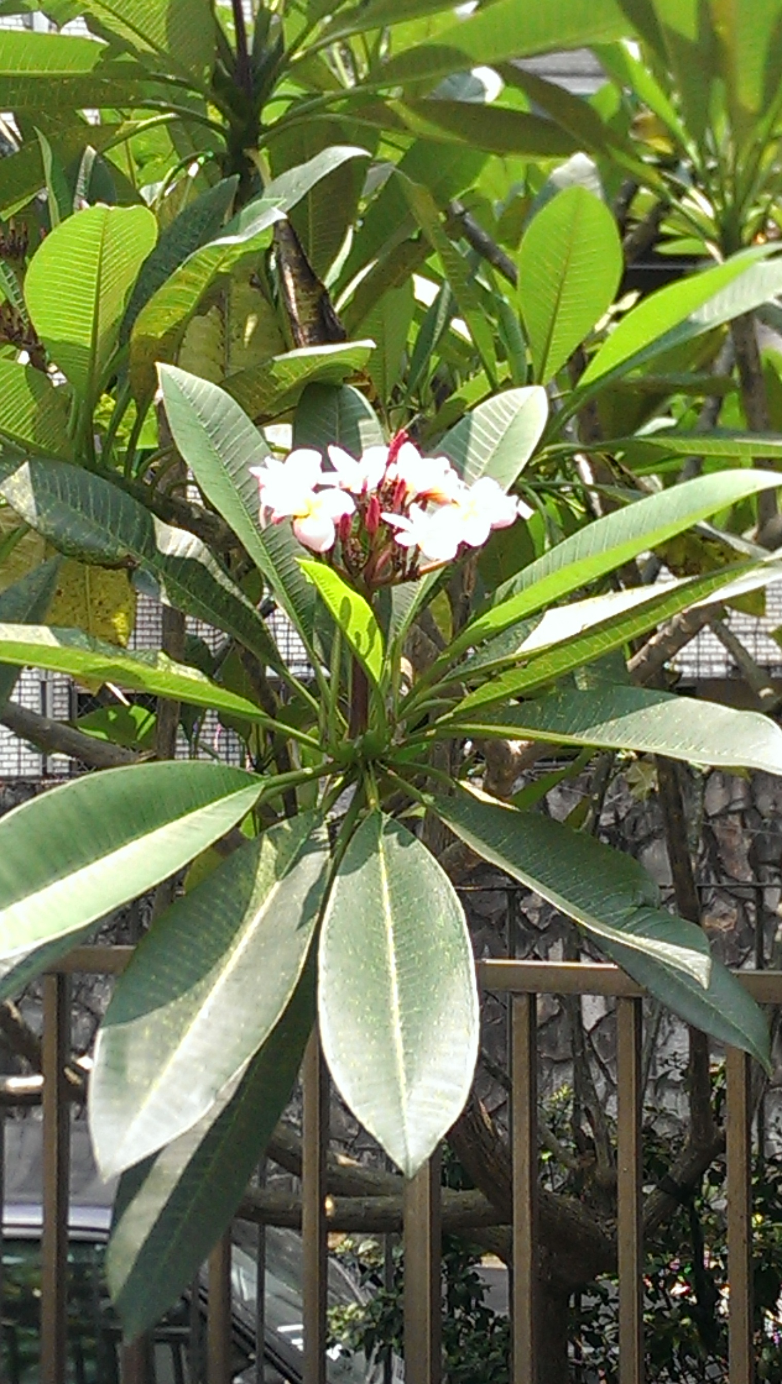 プルメリアの花が咲き始めました 台湾街角情報